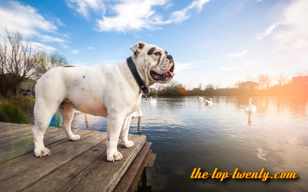 English Bulldog popular dog